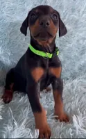 Boy 4, a male Doberman Pinscher for sale in Eau Claire, WI – 1 of 4
