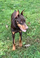 Diesel, a male Doberman Pinscher for sale in Eau Claire, WI – 4 of 9