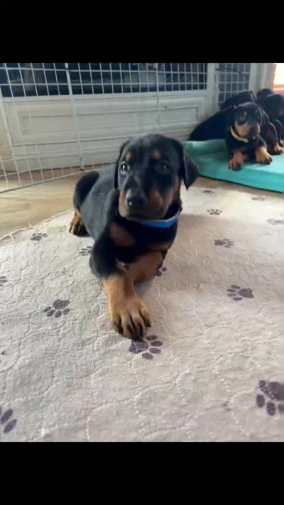 Boy 1, a male Doberman Pinscher for sale in Eau Claire, WI – 3 of 4