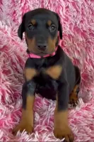 Girl 4, a male Doberman Pinscher for sale in Eau Claire, WI – 2 of 4