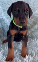 Boy 4, a male Doberman Pinscher for sale in Eau Claire, WI – 2 of 4