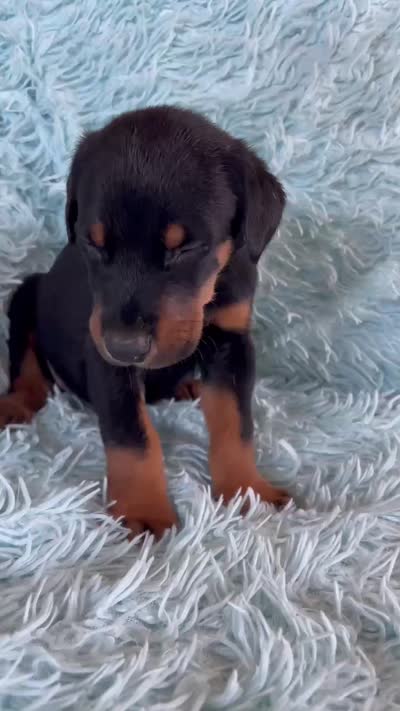 Boy 3, a male Doberman Pinscher for sale in Eau Claire, WI – 4 of 4