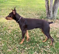Diesel, a male Doberman Pinscher for sale in Eau Claire, WI – 5 of 9