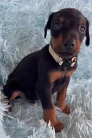Boy 2, a male Doberman Pinscher for sale in Eau Claire, WI – 2 of 4