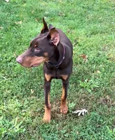 Diesel, a male Doberman Pinscher for sale in Eau Claire, WI – 6 of 9