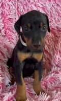 Girl 2, a male Doberman Pinscher for sale in Eau Claire, WI – 1 of 4