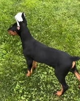 Onyx, a female Doberman Pinscher for sale in Eau Claire, WI – 1 of 6