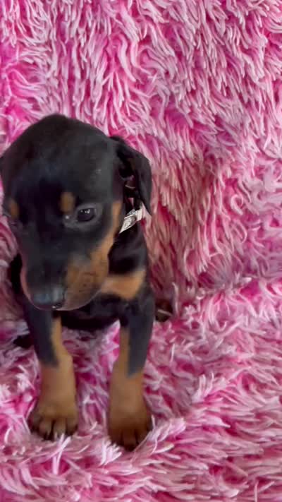 Girl 2, a male Doberman Pinscher for sale in Eau Claire, WI – 3 of 4