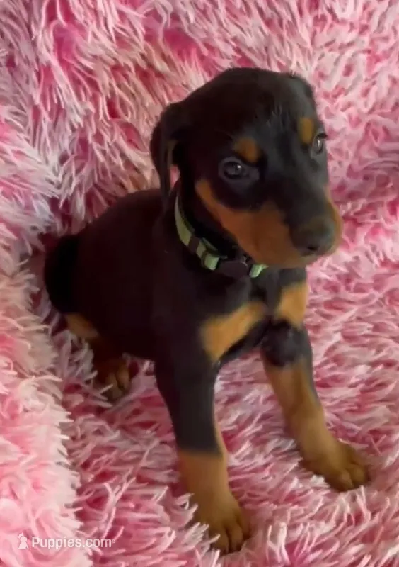 Girl 3 – Doberman Pinscher puppy for sale in Eau Claire, WI
