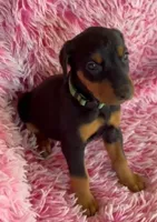 Girl 3, a male Doberman Pinscher for sale in Eau Claire, WI – 1 of 4