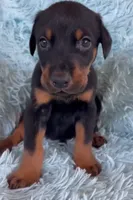 Boy 3, a male Doberman Pinscher for sale in Eau Claire, WI – 3 of 4