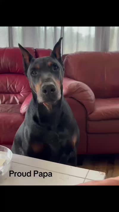 Boy 3, a male Doberman Pinscher for sale in Eau Claire, WI – 2 of 4
