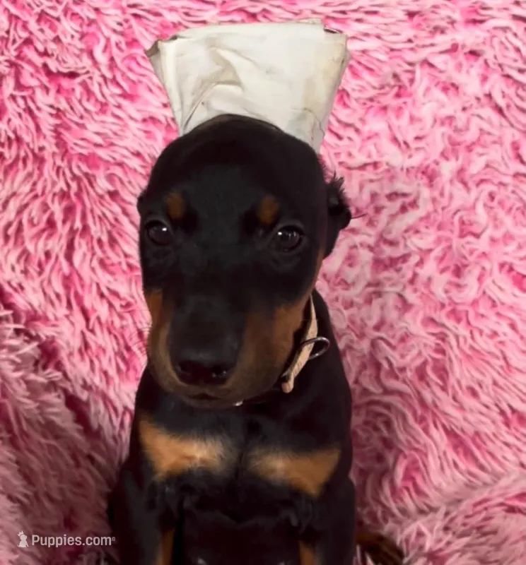 Girl 2 – Doberman Pinscher puppy for sale in Eau Claire, WI
