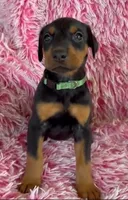 Girl 3, a male Doberman Pinscher for sale in Eau Claire, WI – 2 of 4