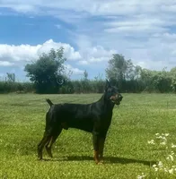 Onyx, a female Doberman Pinscher for sale in Eau Claire, WI – 5 of 6