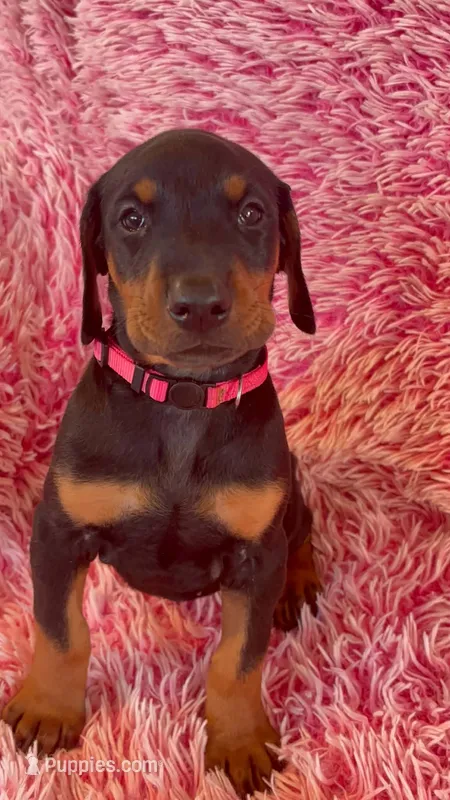 Girl 4 – Doberman Pinscher puppy for sale in Eau Claire, WI