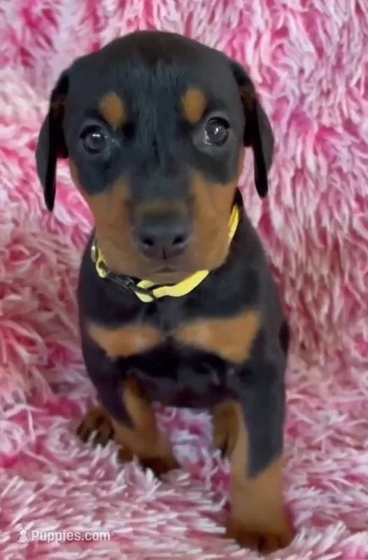 Girl 1 – Doberman Pinscher puppy for sale in Eau Claire, WI