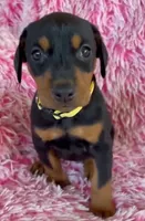 Girl 1, a male Doberman Pinscher for sale in Eau Claire, WI – 1 of 4