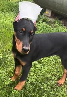 Onyx, a female Doberman Pinscher for sale in Eau Claire, WI – 3 of 6