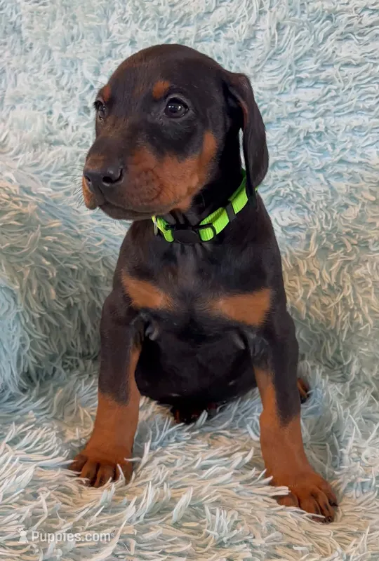Boy 4 – Doberman Pinscher puppy for sale in Eau Claire, WI