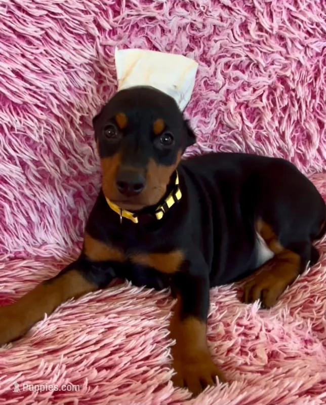 Girl 1 – Doberman Pinscher puppy for sale in Eau Claire, WI