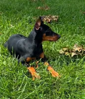 Daphne, a female Doberman Pinscher for sale in Eau Claire, WI – 3 of 4