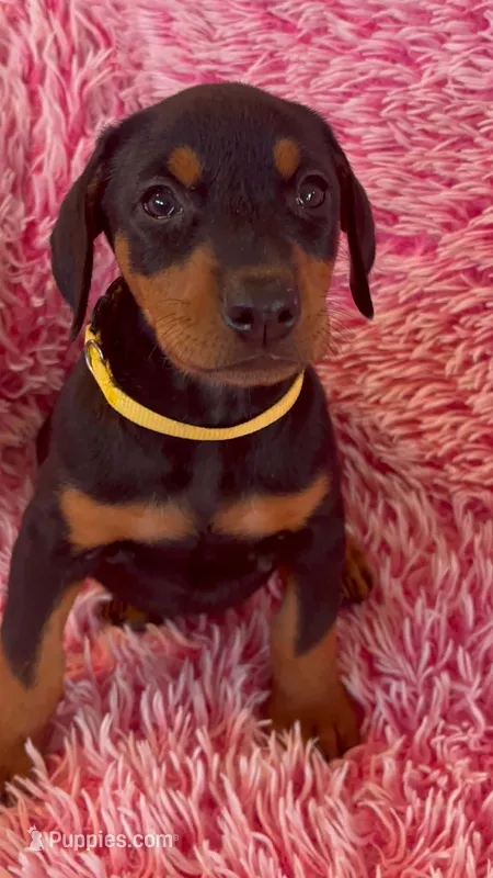 Girl 1 – Doberman Pinscher puppy for sale in Eau Claire, WI