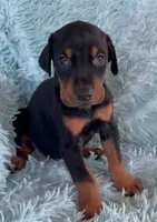 Boy 5, a male Doberman Pinscher for sale in Eau Claire, WI – 2 of 4