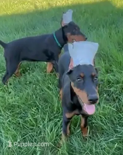 Onyx – Doberman Pinscher puppy for sale in Eau Claire, WI