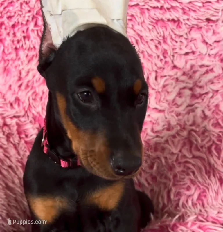Girl 4 – Doberman Pinscher puppy for sale in Eau Claire, WI