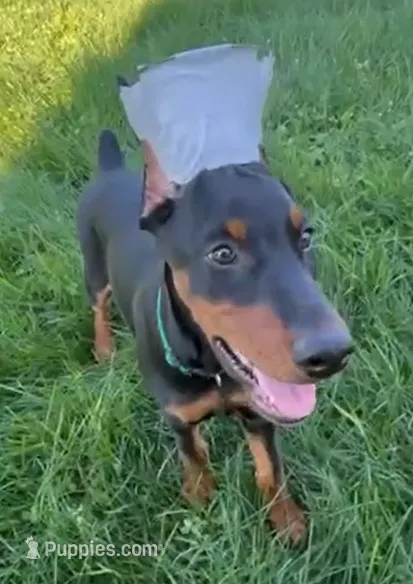 Raven – Doberman Pinscher puppy for sale in Eau Claire, WI