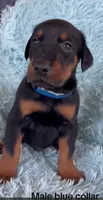 Boy 1, a male Doberman Pinscher for sale in Eau Claire, WI – 2 of 4