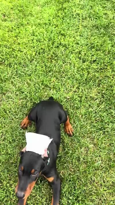 Raven, a female Doberman Pinscher for sale in Eau Claire, WI – 4 of 5