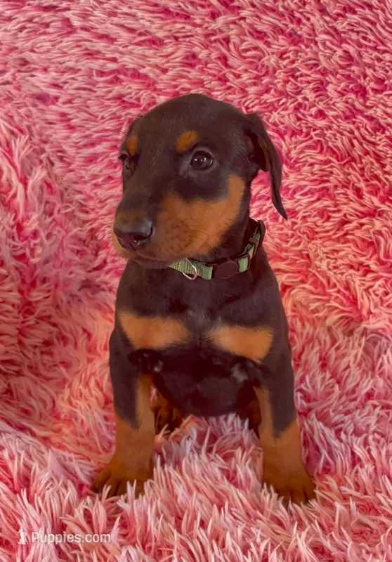 Girl 3 – Doberman Pinscher puppy for sale in Eau Claire, WI