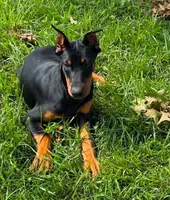 Daphne, a female Doberman Pinscher for sale in Eau Claire, WI – 2 of 4