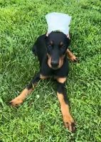 Onyx, a female Doberman Pinscher for sale in Eau Claire, WI – 2 of 6