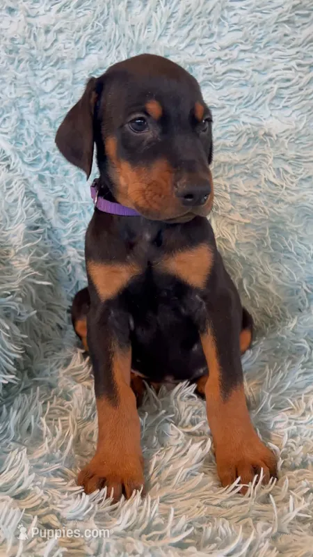 Boy 5 – Doberman Pinscher puppy for sale in Eau Claire, WI