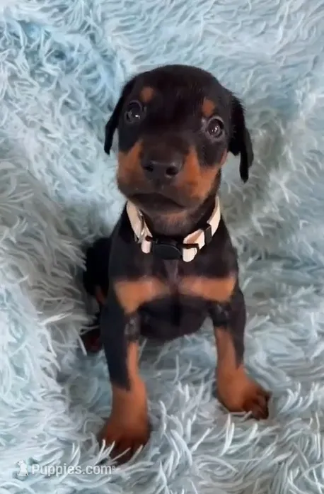 Boy 2 – Doberman Pinscher puppy for sale in Eau Claire, WI