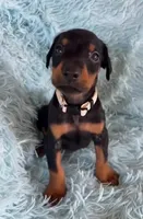Boy 2, a male Doberman Pinscher for sale in Eau Claire, WI – 1 of 4