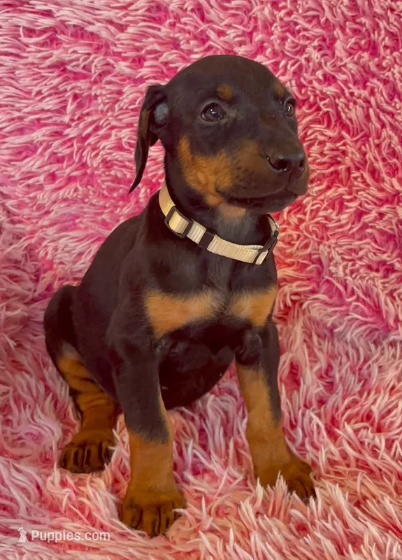 Girl 2 – Doberman Pinscher puppy for sale in Eau Claire, WI