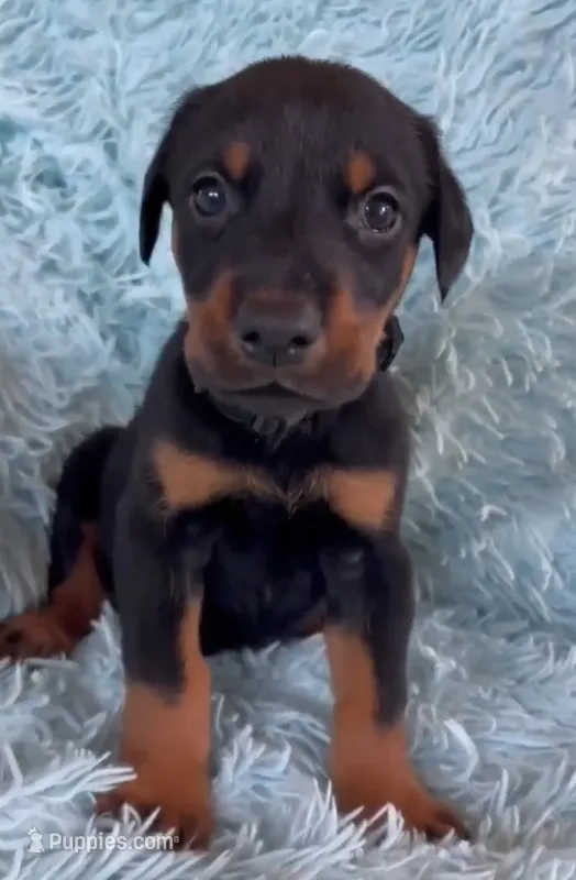 Boy 3 – Doberman Pinscher puppy for sale in Eau Claire, WI
