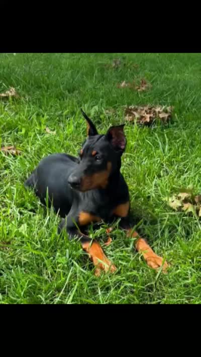 Daphne, a female Doberman Pinscher for sale in Eau Claire, WI – 4 of 4
