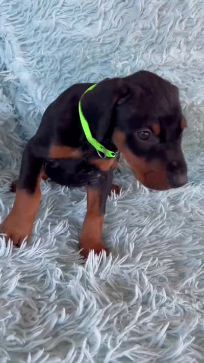 Boy 4, a male Doberman Pinscher for sale in Eau Claire, WI – 3 of 4