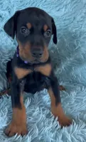 Boy 5, a male Doberman Pinscher for sale in Eau Claire, WI – 1 of 4