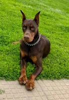 Onyx, a female Doberman Pinscher for sale in Eau Claire, WI – 4 of 6