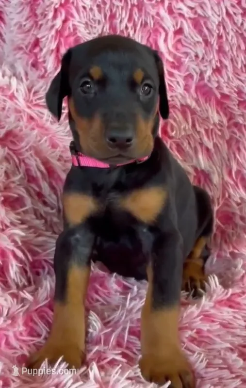 Girl 4 – Doberman Pinscher puppy for sale in Eau Claire, WI