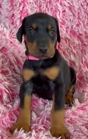 Girl 4, a male Doberman Pinscher for sale in Eau Claire, WI – 1 of 4