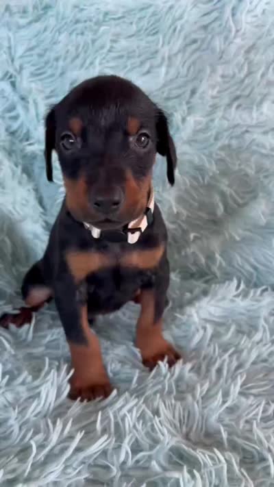 Boy 2, a male Doberman Pinscher for sale in Eau Claire, WI – 3 of 4