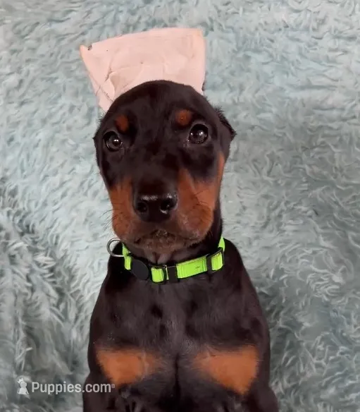 Boy 4 – Doberman Pinscher puppy for sale in Eau Claire, WI