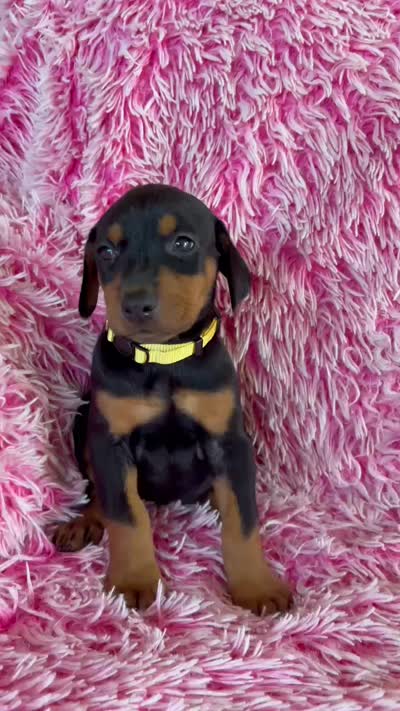 Girl 1, a male Doberman Pinscher for sale in Eau Claire, WI – 3 of 4